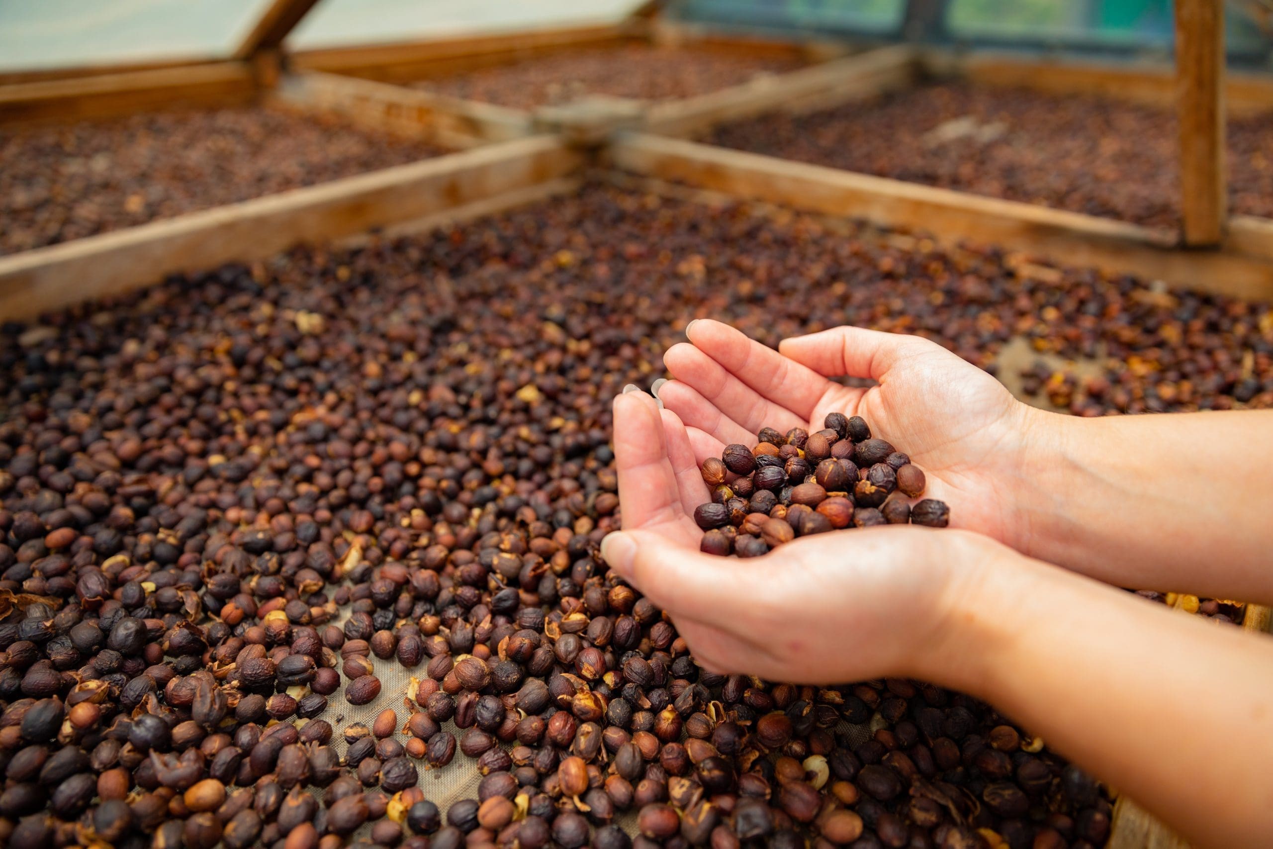 طرق معالجة حبوب القهوة